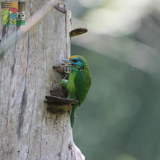 Sinharaja Rain Forest Bird Watching Tour