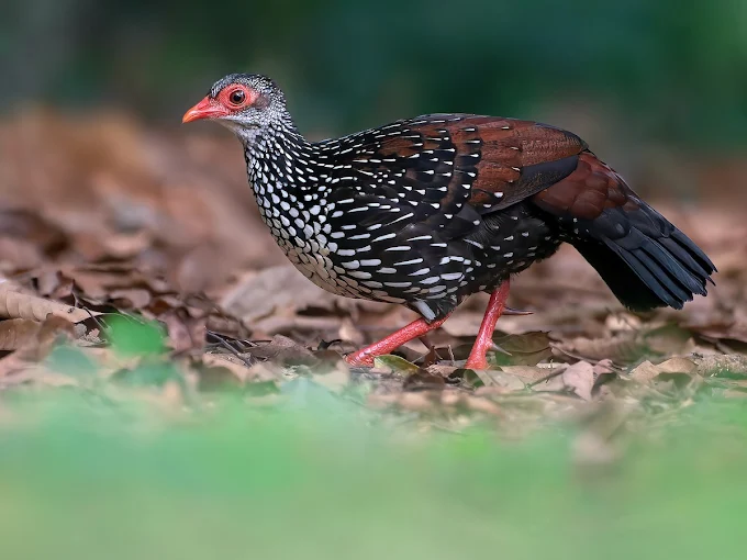 Sinharaja Rain Forest Bird Watching Tour
