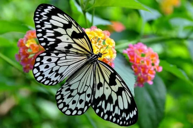 Sinharaja Rain Forest Bird Watching Tour