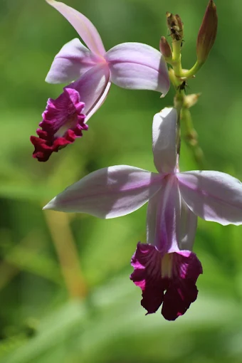 Sinharaja Forest Reserve