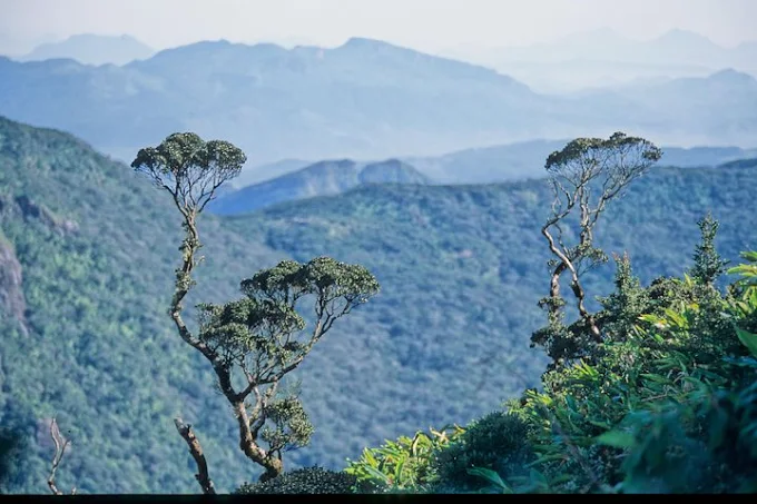Sinharaja Rainforest Discovery Tour