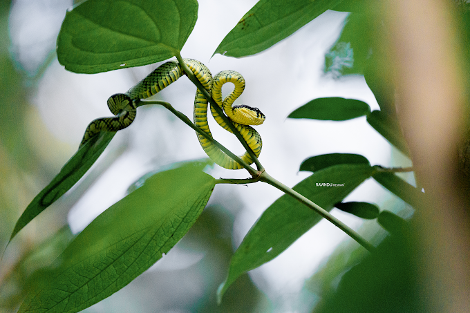 Sinharaja Rainforest Discovery Tour
