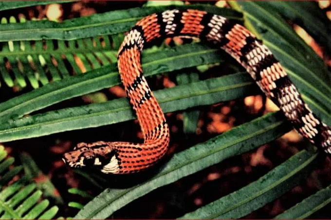 Sinharaja Rainforest Adventure Tour