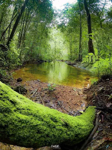 Sinharaja Forest Reserve