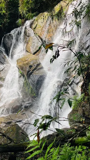 Sinharaja Rain Forest Day Tour Package